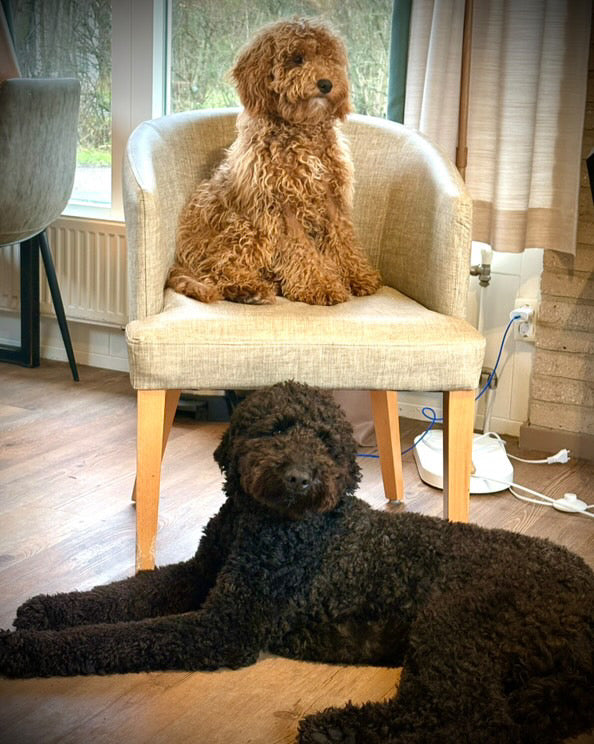 Chapter Fritsemans 🧡🔗🍼