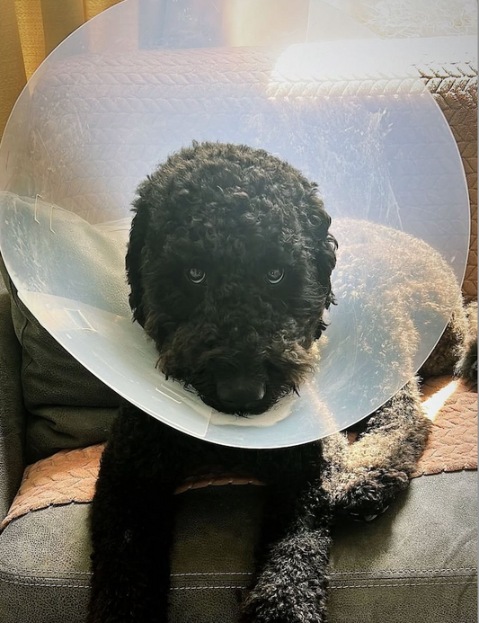 Wat Zou Jij Doen Als…? 🐾 - Je Twijfelt Over Castratie of Sterilisatie? 🤔🐶🐱