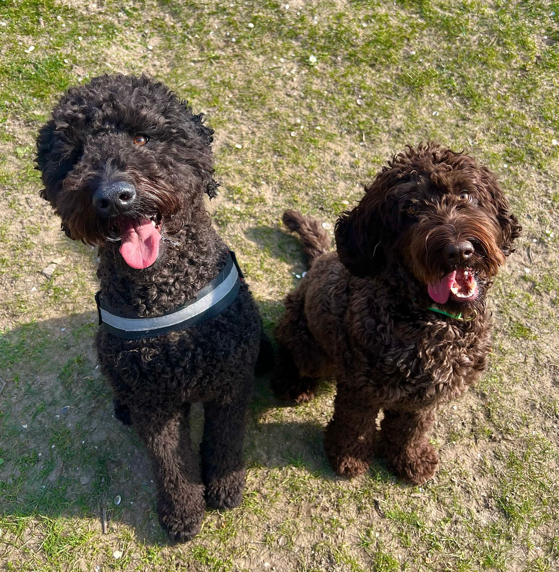 Simon's Story - De Eerste Ontmoeting met Mijn Friend Cody! š¾š