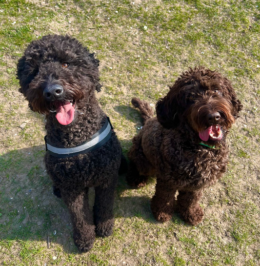 Simon's Story - De Eerste Ontmoeting met Mijn Friend Cody! 🐾💙