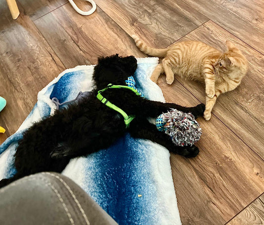 Wat Zou Jij Doen Als…? 🐾 -  Je Er Een Huisdier Bij Krijgt?! 🎉🐶🐱🐰