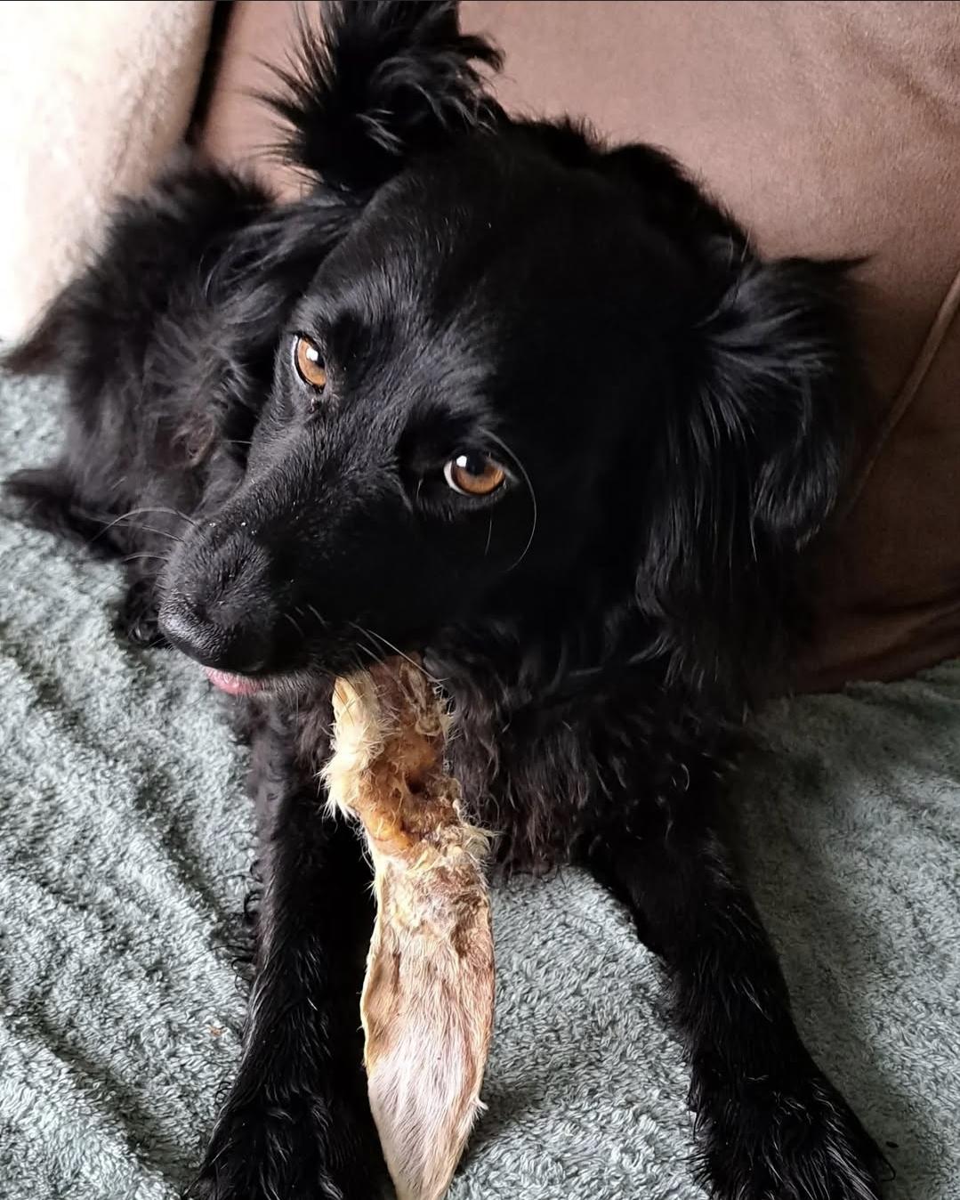 Trixie Konijnenoren Met Vacht