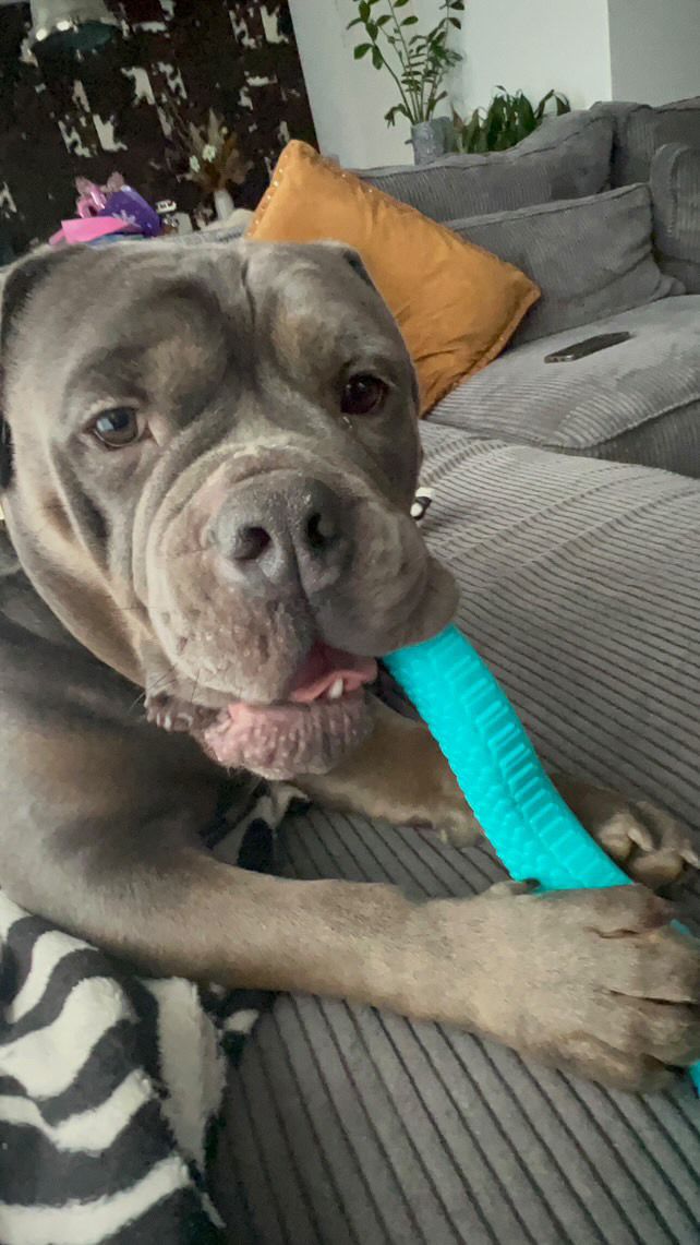 Trixie TPR Snackslang 59 cm – Buck’s Beste Vriend! 🐾🐍