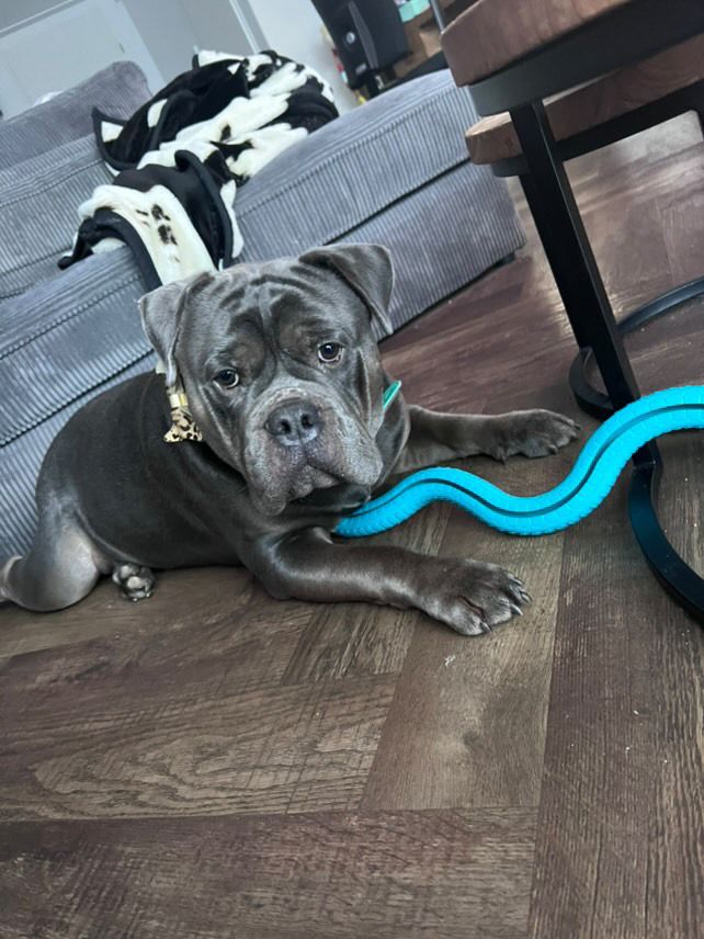 Trixie TPR Snackslang 59 cm – Buck’s Beste Vriend! 🐾🐍