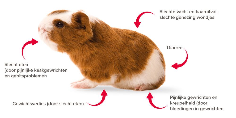 BEAPHAR VITAMINE C VOOR CAVIA 180 TBL