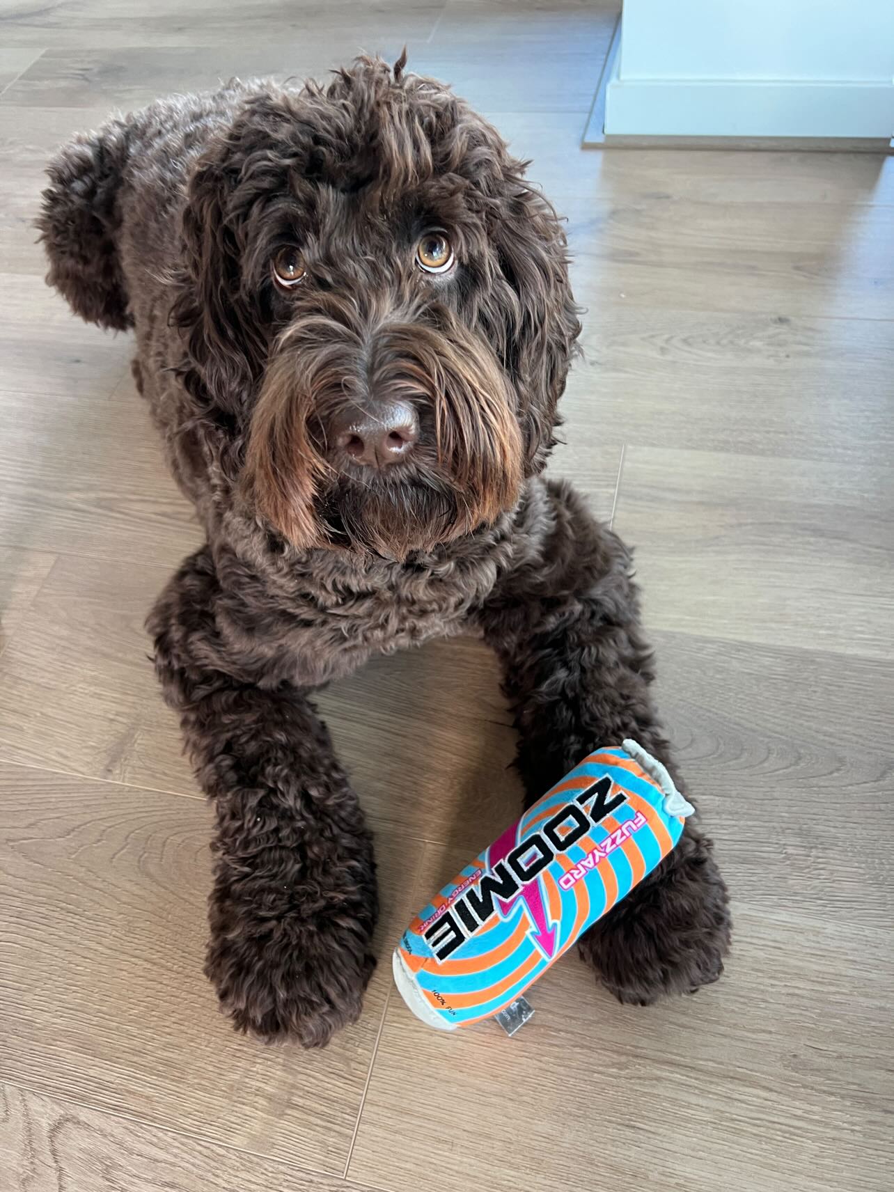 Fuzzyard Zoomie Energy Drink Pluche - Cody's favoriet! 🚀