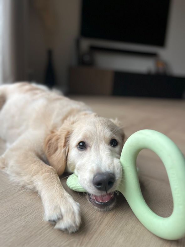 Earth Rated Tug Toy Rubber