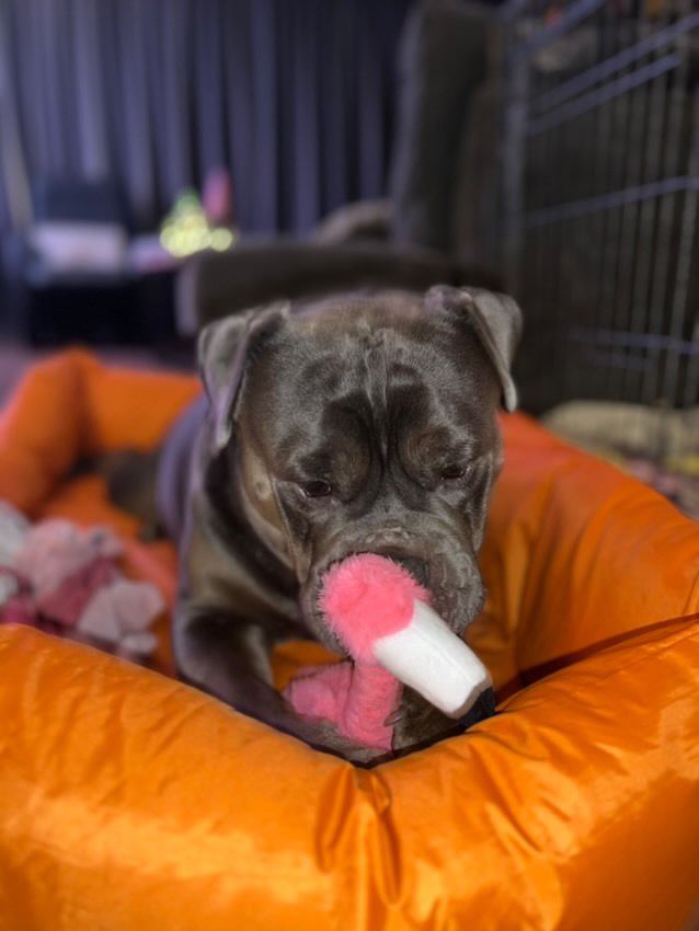 KONG Shakers Honkers Flamingo – Buck’s Speelvriendje! 🦩🐾